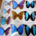 Открытие выставки коллекции насекомых «Сказка лета»